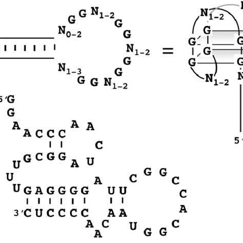 Proposed Secondary And Tertiary Structure Of A Riboflavin Aptamer N