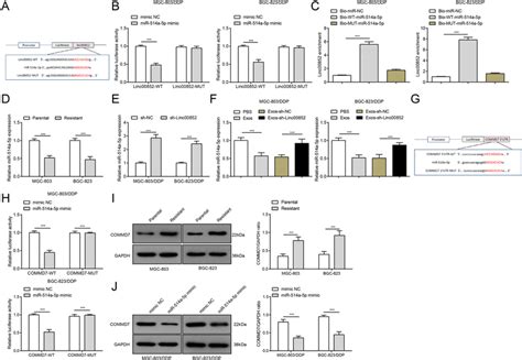 Linc Regulates Commd Expression Through Mir A P A The