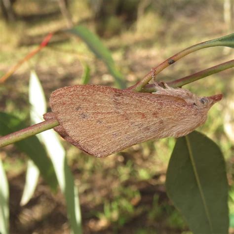 Brown Snout Moth Entometa Apicalis Brisbaneinsectsc Flickr