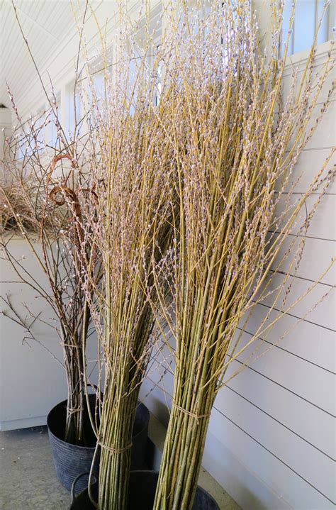 Making Pussy Willow Arrangements The Martha Stewart Blog
