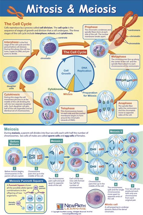 Meiosis Explained With Diagram