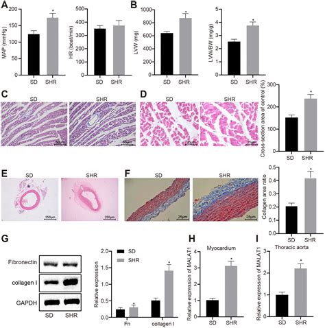 Long Non Coding Rna Malat1 Promotes Cardiac Remodeling In Hypertensive