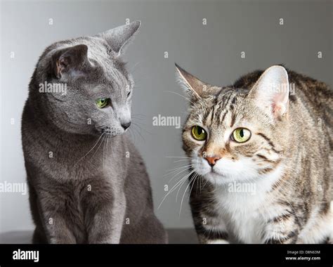 Three Colored Cats Hi Res Stock Photography And Images Alamy