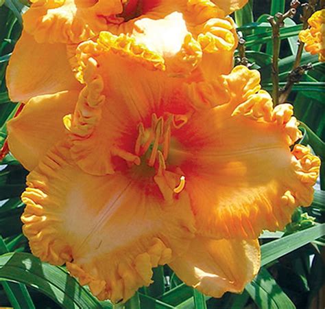 Оранжевые лилейники сорта