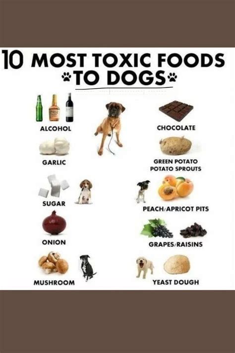 10 Most Toxic Dog Foods In 2024 Toxic Foods For Dogs Foods Dogs Can