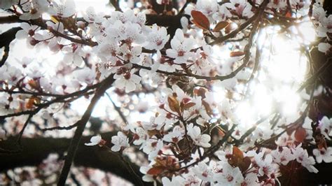 Dove Vedere Fioritura Ciliegi A Monza E In Brianza Hanami