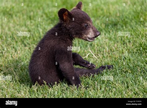 Baby Black Bear Hi Res Stock Photography And Images Alamy