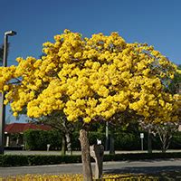 National Tree Of Venezuela Tabebuia Chrysantha Symbol Hunt