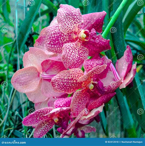 Orchidea zdjęcie stock. Obraz złożonej z orchidea, kwiaty - 82412018