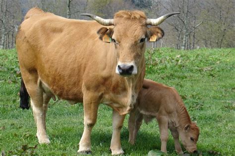 Asturias Ya Ha Abonado A Los Ganaderos Millones De Las Ayudas De