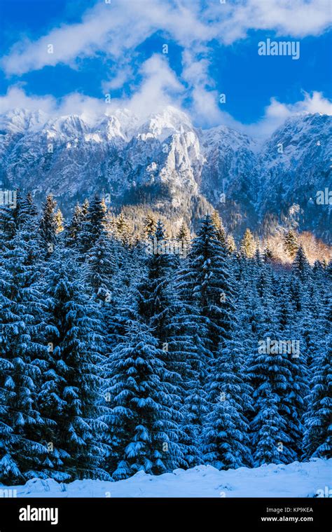 Beautiful Winter Landscape With Carpati Piatra Craiului Mountains In