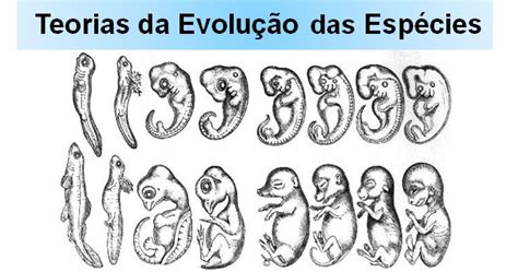 Teorias Da Evolução Das Espécies Charles Darwin X Lamarck