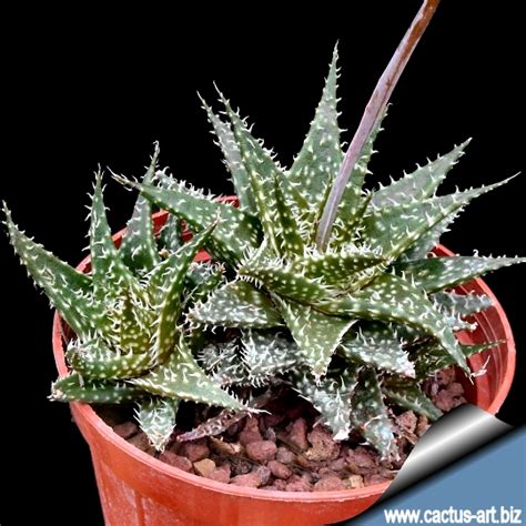 Aloe Pepe Aloe Discoingsii X Aloe Haworthioides