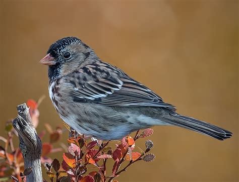 Harris's sparrow - Wikipedia