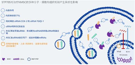 圣诺医药sirna药物公布ii期临床数据，国内小核酸药物或将进入快车道 知乎