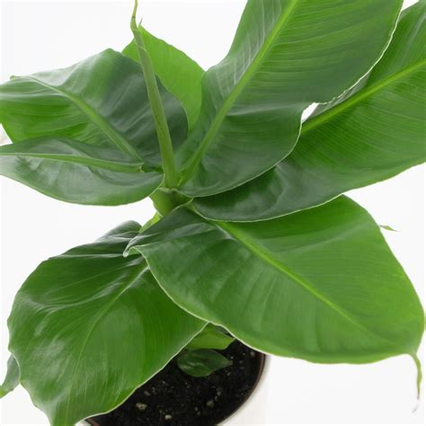 Musa Dwarf Cavendish Pianta Di Banano Nano Foto Reali H Cm Ebay