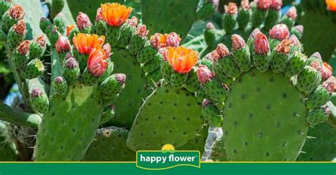 Plantas de México para el Mundo Consejos Happy Flower