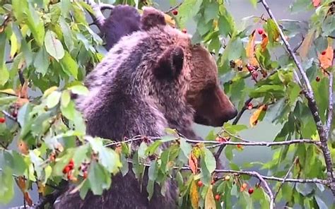 Un Albero Di Amarene In Ricordo Dellorsa Amarena Iniziativa Per La