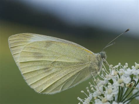 Kleiner Kohl Wei Ling Small White Rovfj Ril Pier Flickr