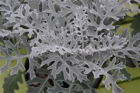 Silver Lace Dusty Miller (Artemisia stelleriana 'Silver Lace') in Greensboro High Point Winston ...