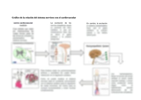 Solution Relacion Del Sistema Nervioso Con El Cardiovascular Studypool