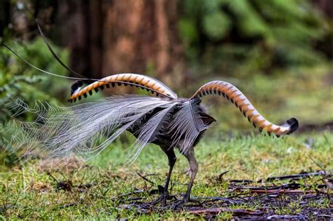 15 Birds With Spectacularly Fancy Tail Feathers Artofit