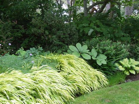 Plant Of The Week Golden Japanese Forest Grass {hakonechloa Macra ‘aureola’}