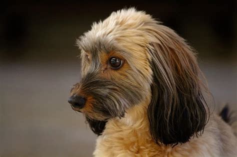 The Dorkie - The Hybrid You Probably Don’t Know About But Definitely Should | Your Dog Advisor