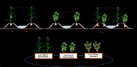 Schematic Representation Of A Intercropping And B Crop Rotation To Download Scientific