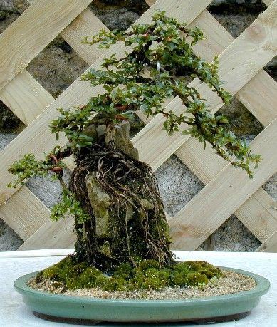 A Bonsai Tree Is Growing In A Potted Planter