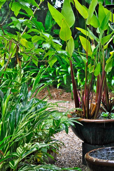 Water Plants Queensland G4rden Plant