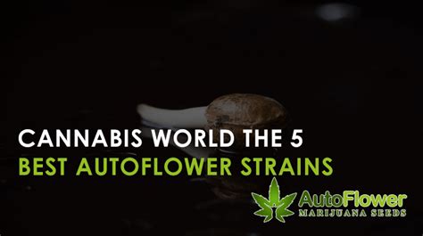 Best Autoflower Strains | Buy Autoflowering Seeds | Autoflower MJ Seeds