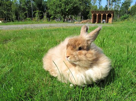 5 Reasons To Raise Angora Rabbits — Practical Self Reliance