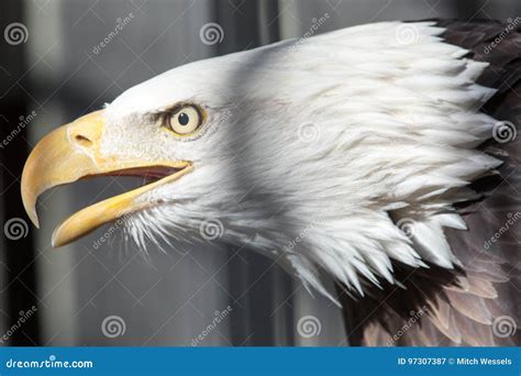 American Bald Eagle Close Up Feather Detail Stock Image - Image of ...