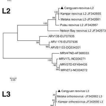 Phylogenetic Trees Based On The Nucleotide Sequence Of The M Class