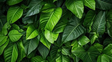 Background Wallpaper Textured Leaves Of Tropical Forest Trees Leaf Wallpaper Forest Texture