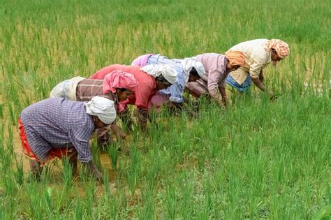 Rice Field Harvest Kerala