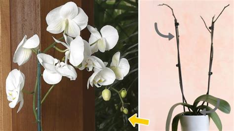 Comment faire refleurir votre orchidée astuces pour entretenir et