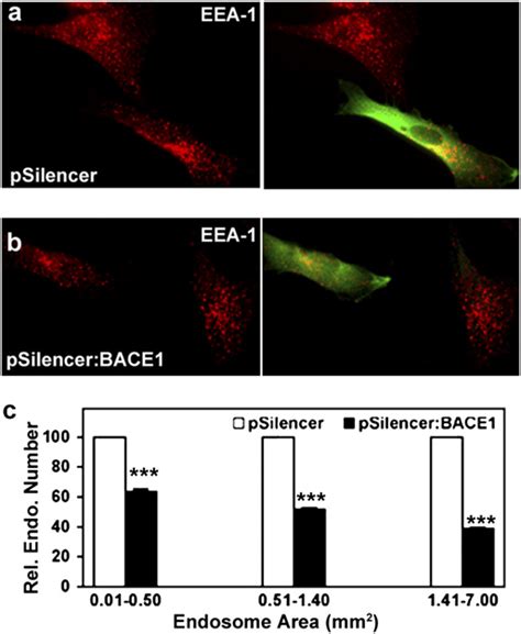 Altered Early Endosomal Morphology In Ds Fibroblasts Transfected With