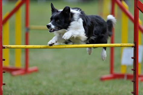 Border Collie Conhe A A Ra A De Cachorro Mais Inteligente Do Mundo