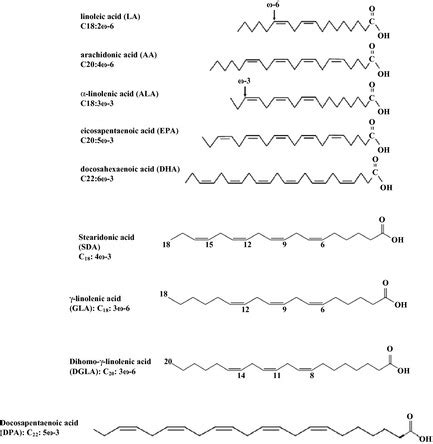 Polyunsaturated Fatty Acid Structure