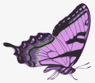 Butterfly With A Heart On Frontal Wing On Side View Butterfly Svg