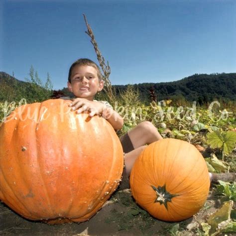 Big Max Pumpkin seeds | Blue Pumpkin Seed Co