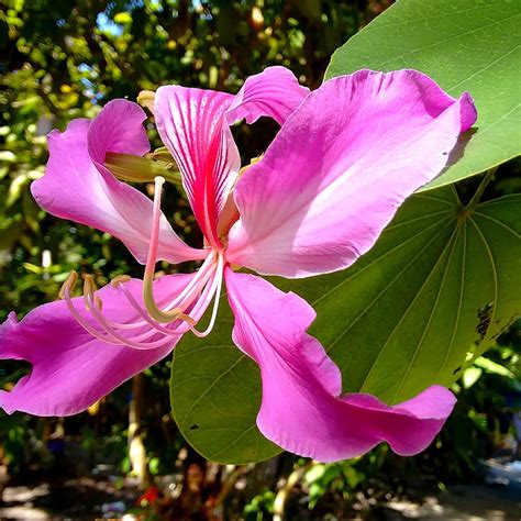 Amazon Yegaol Garden Pcs Bauhinia Purpurea Seeds Perennial