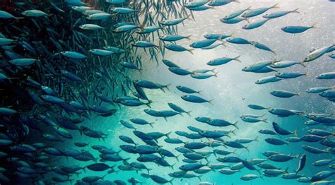 Fisheries And Aquaculture And Climate Change