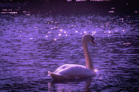 Magical Swan Photograph By Linda Howes Pixels