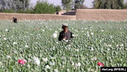 Taliban Outlaw Opium Poppy Cultivation In Afghanistan The New York