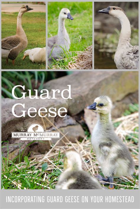 Incorporating Guard Geese: Protect Your Flocks of Chickens and Poultry