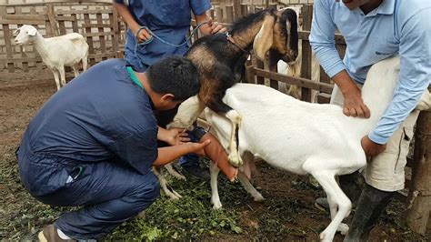 Con Éxito se Realizó el I Curso Teórico Práctico de Inseminación