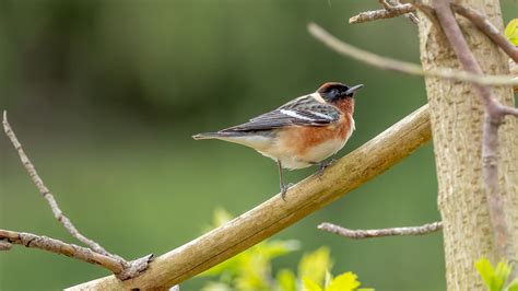 Warblers 101 Everything You Need To Know Bird Buddy Blog